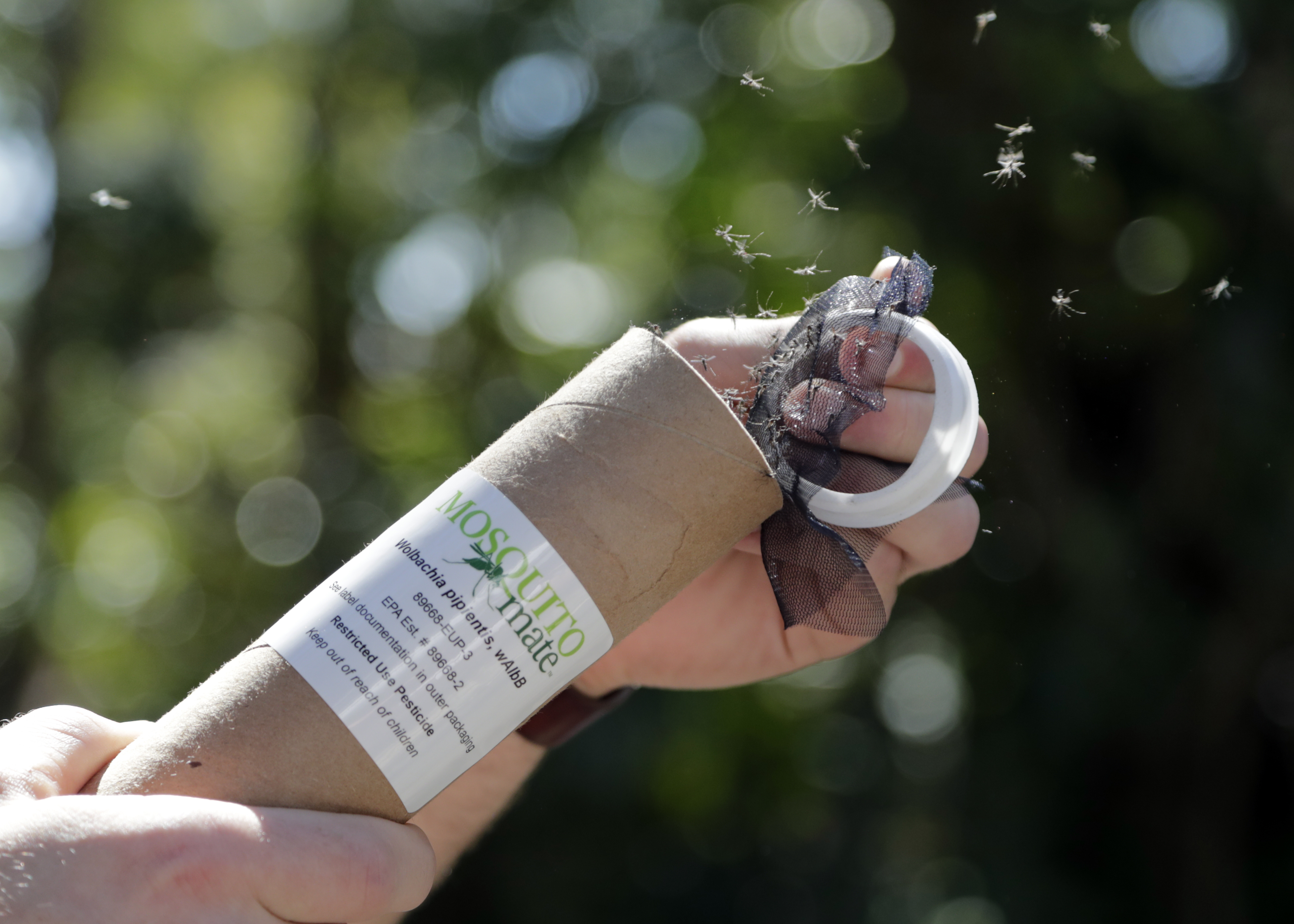 Bacteria-infected mosquitoes might be good thing for Miami