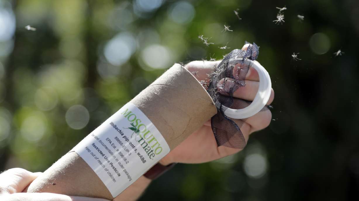 Bacteria-infected mosquitoes might be good thing for Miami