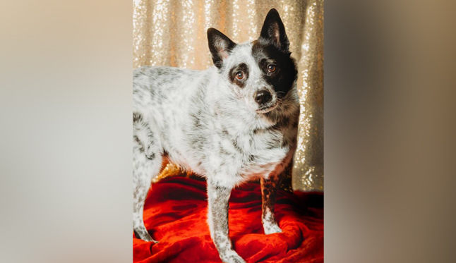 Utah shelters working to find homes for thousands of cats and dogs