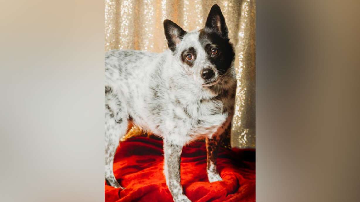 Utah shelters working to find homes for thousands of cats and dogs