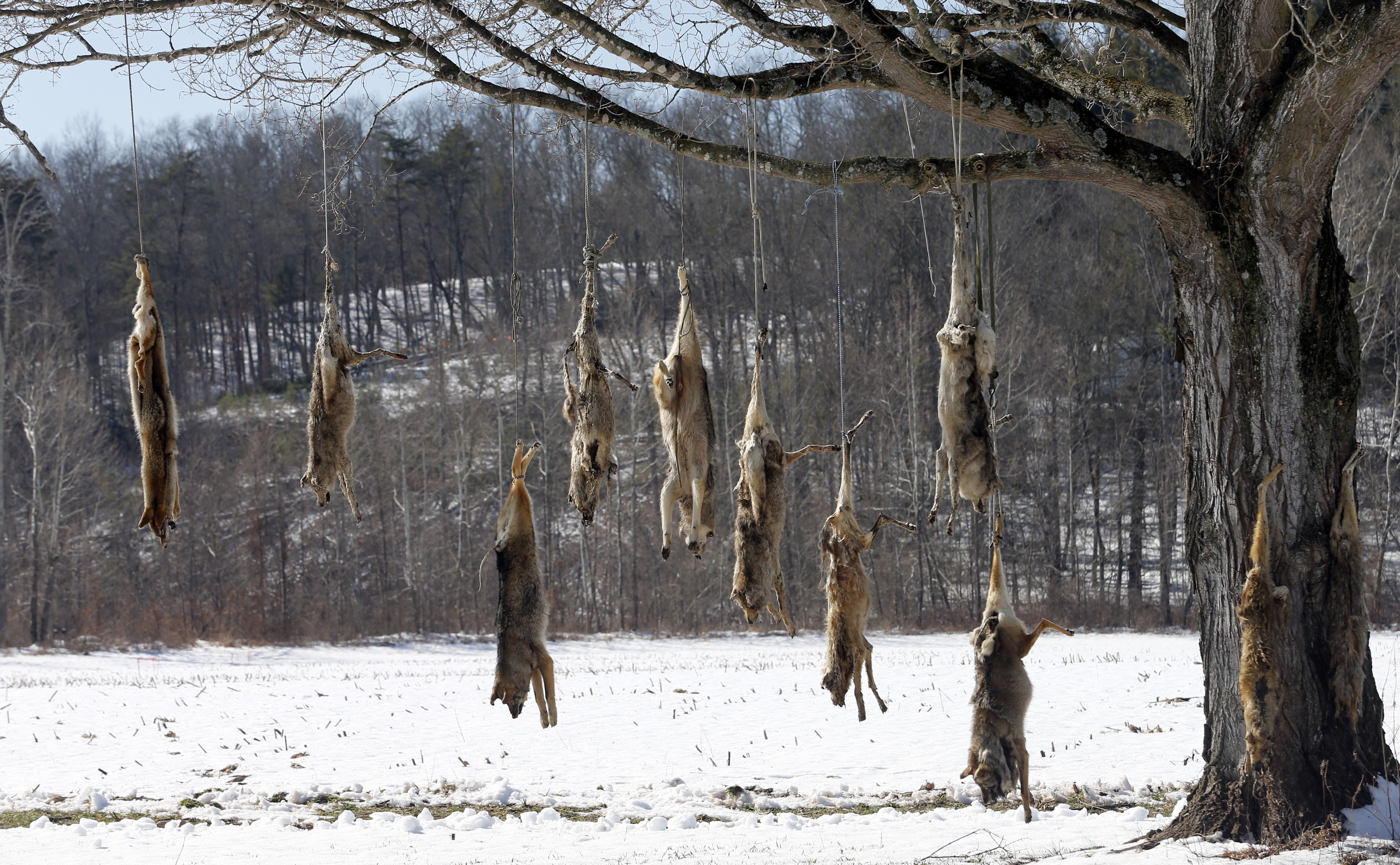 Coyote carcasses strung up from roadside tree in Virginia