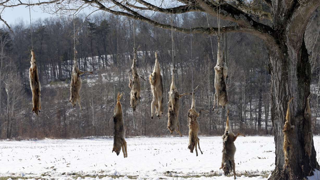 Coyote carcasses strung up from roadside tree in Virginia