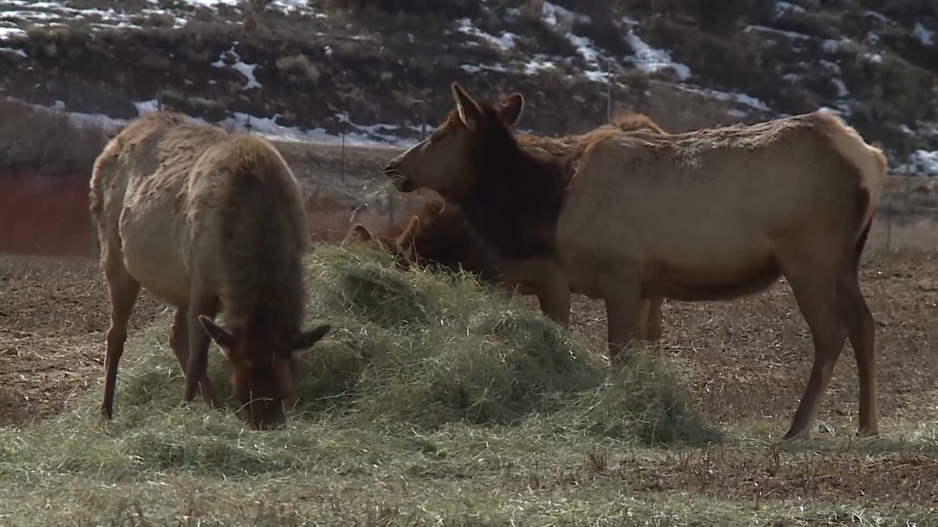 Melting snow is drawing more elk into the mountains than normal for February, creating some less than desirable conditions for the elk-viewing wagon rides at Hardware Ranch. (Photo: Mike Anderson, KSL TV)