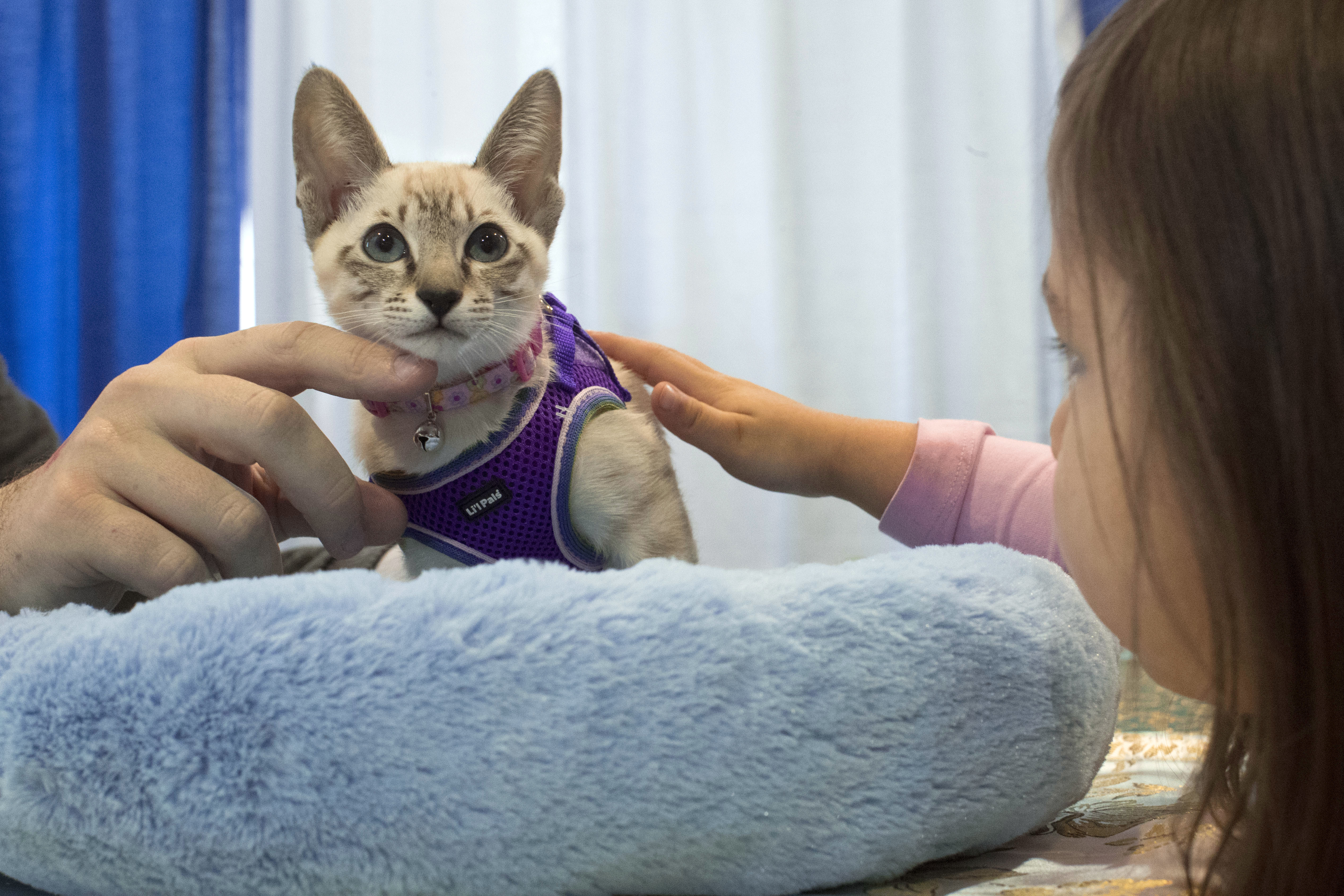Border collie Fame(US) wins Westminster agility contest