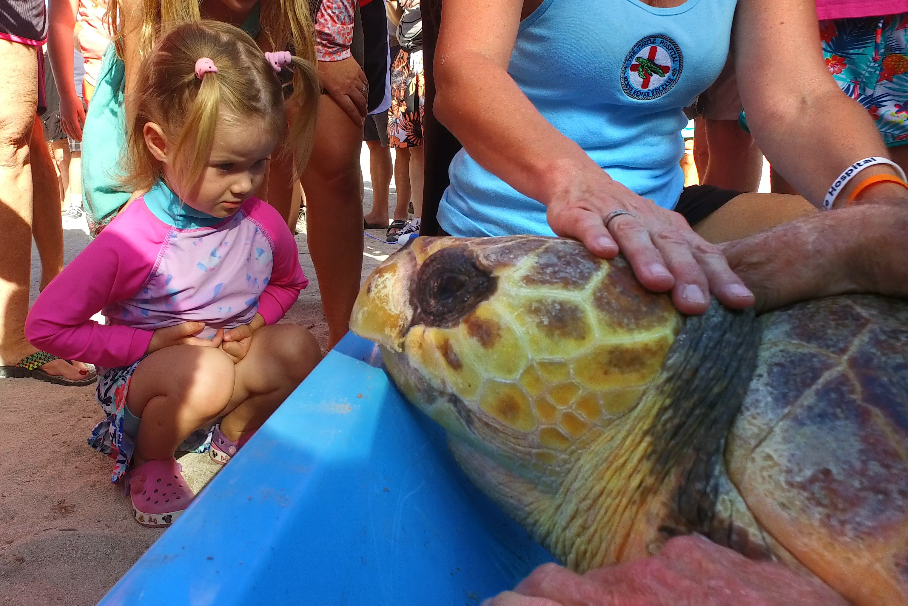 Booga is back: Turtle released off Florida Keys after rehab