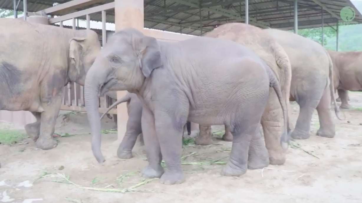 Have You Seen This? How elephants say ‘welcome to the family’