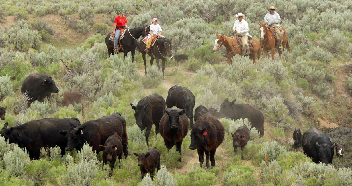 Cattle are herded and rotated by the Weston to a different grazing area in Rich County, Utah, Thursday, July 1, 2010. The Weston brothers run cattle near Randolph with help from a Utah College of Applied Technology program that teaches management practices and ways to increase production. (Photo: Jeffrey D. Allred, KSL)