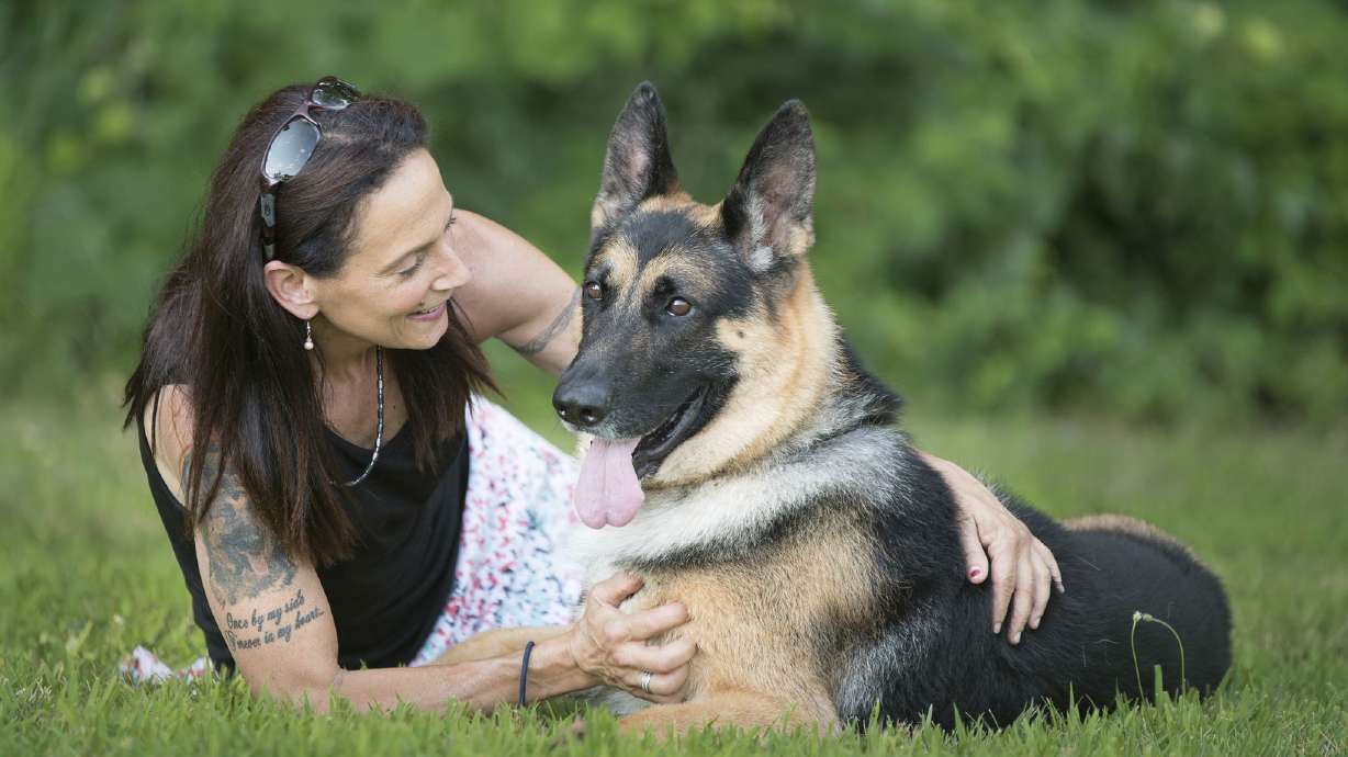Top German shepherd is a no-go at Westminster dog show