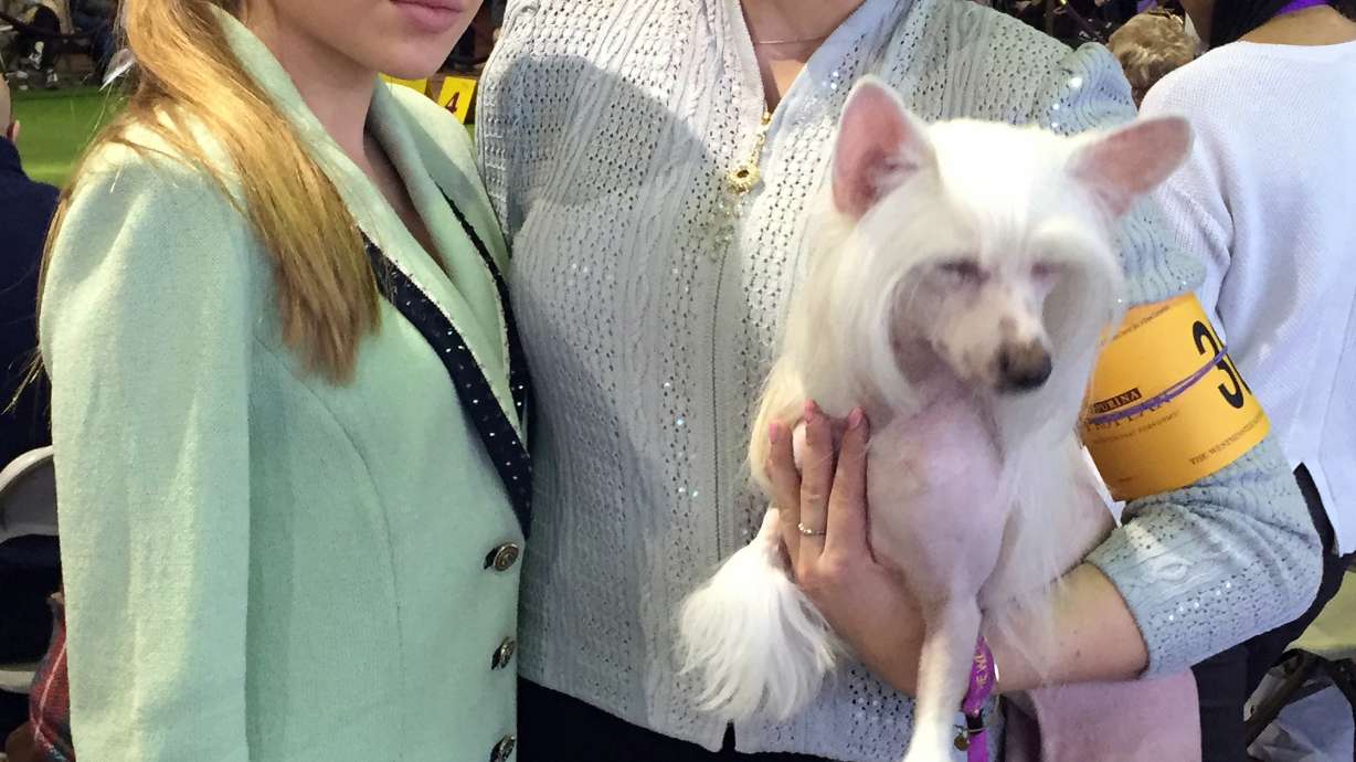 The Latest: Slick show for border collie at Westminster