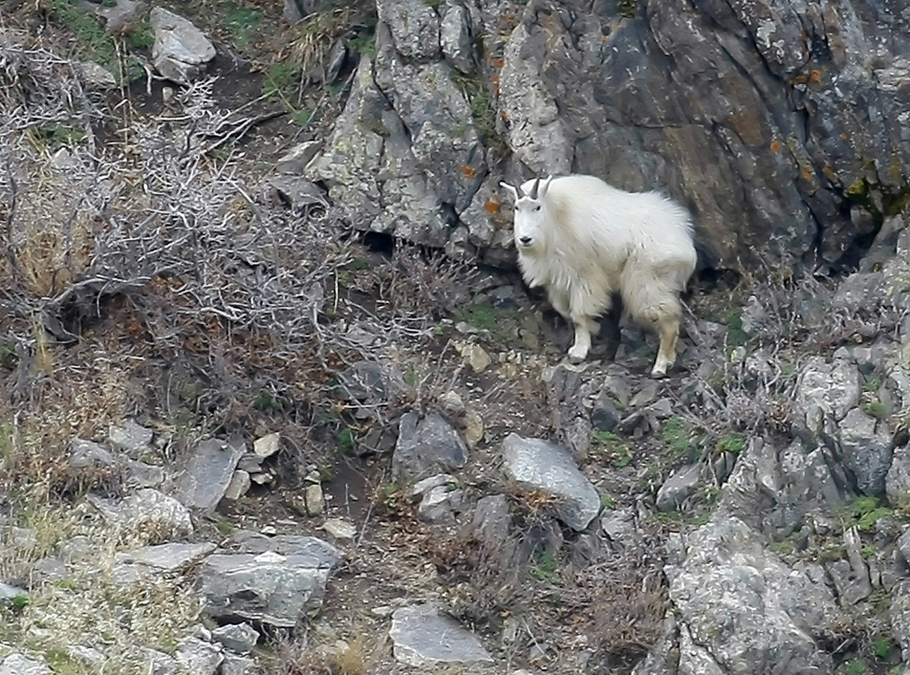Groups say helicopters unnecessary to track big horn, mountain goats
