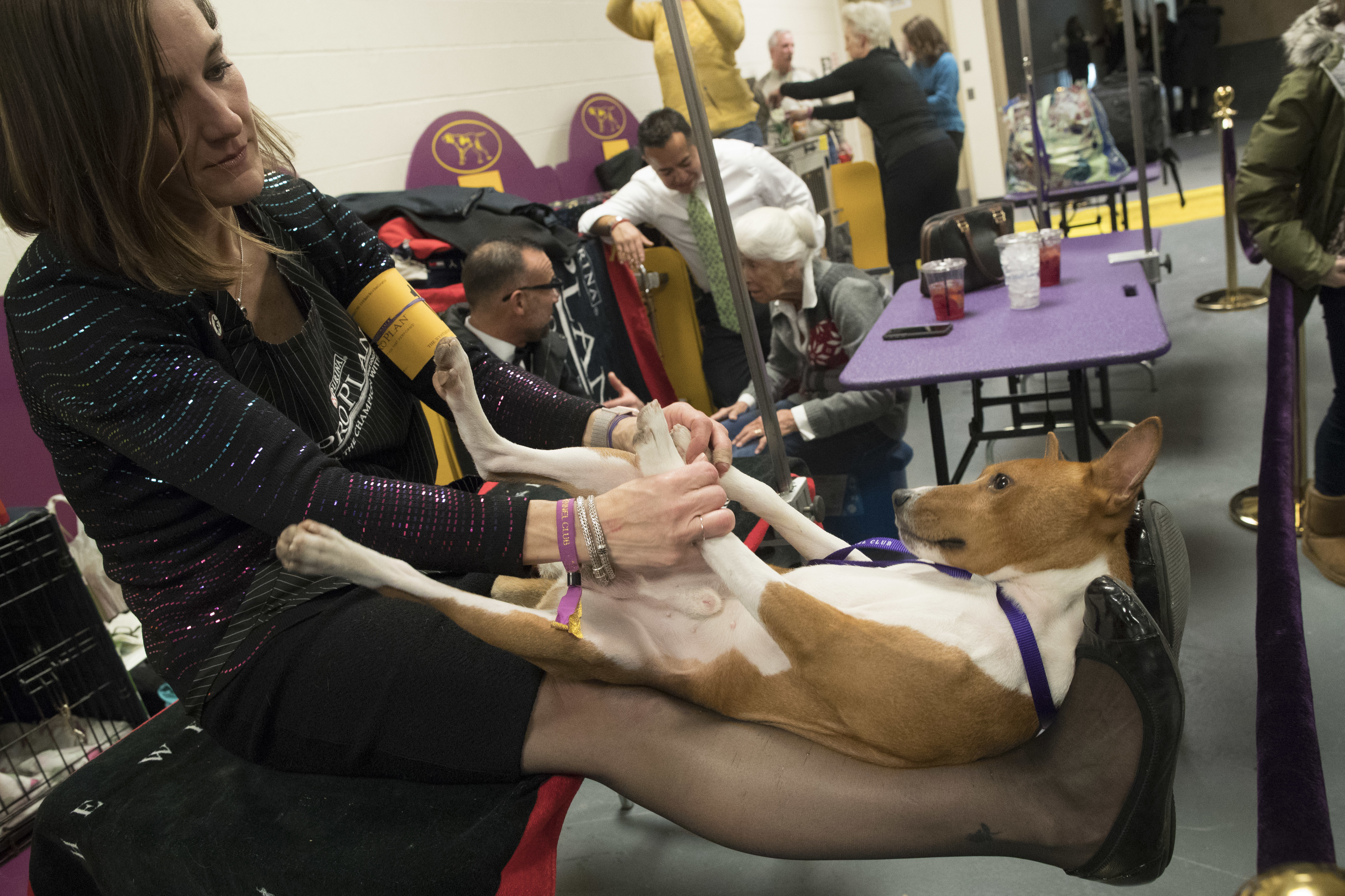 Westminster show dogs have some unusual food faves
