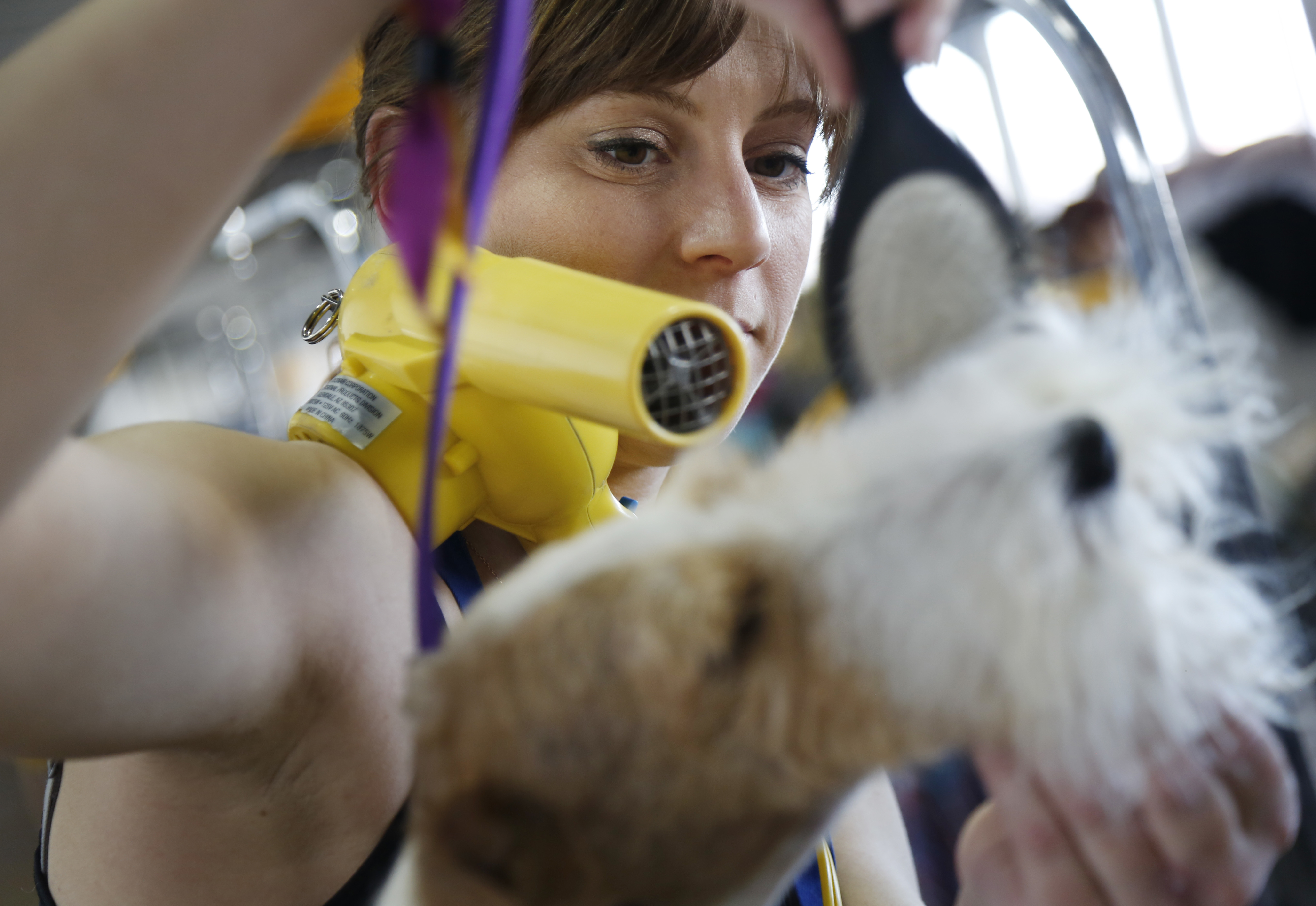 A Westminster wow: Bichon frise becomes America's top dog