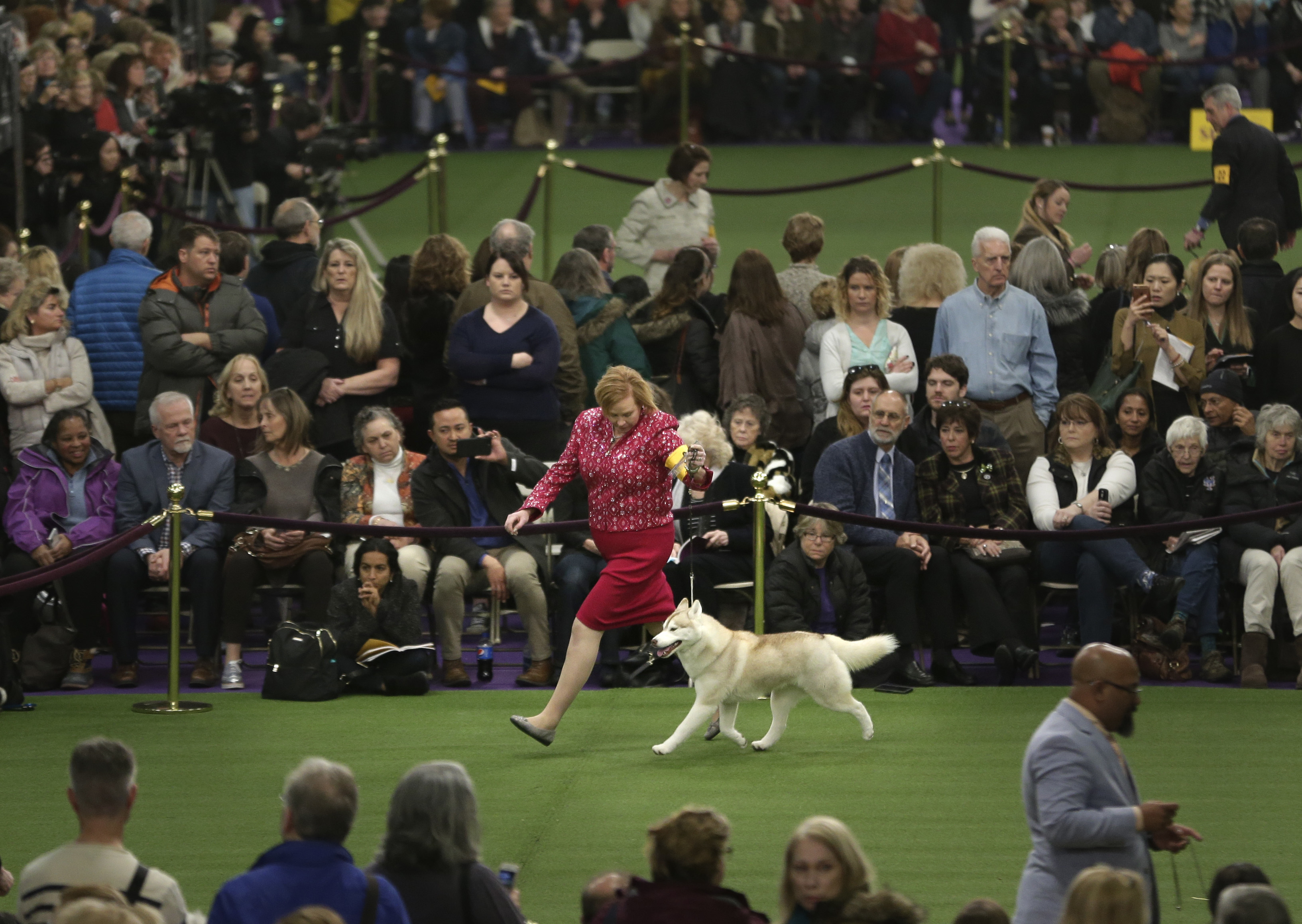 The Latest: Bichon frise wins best in show at Westminster