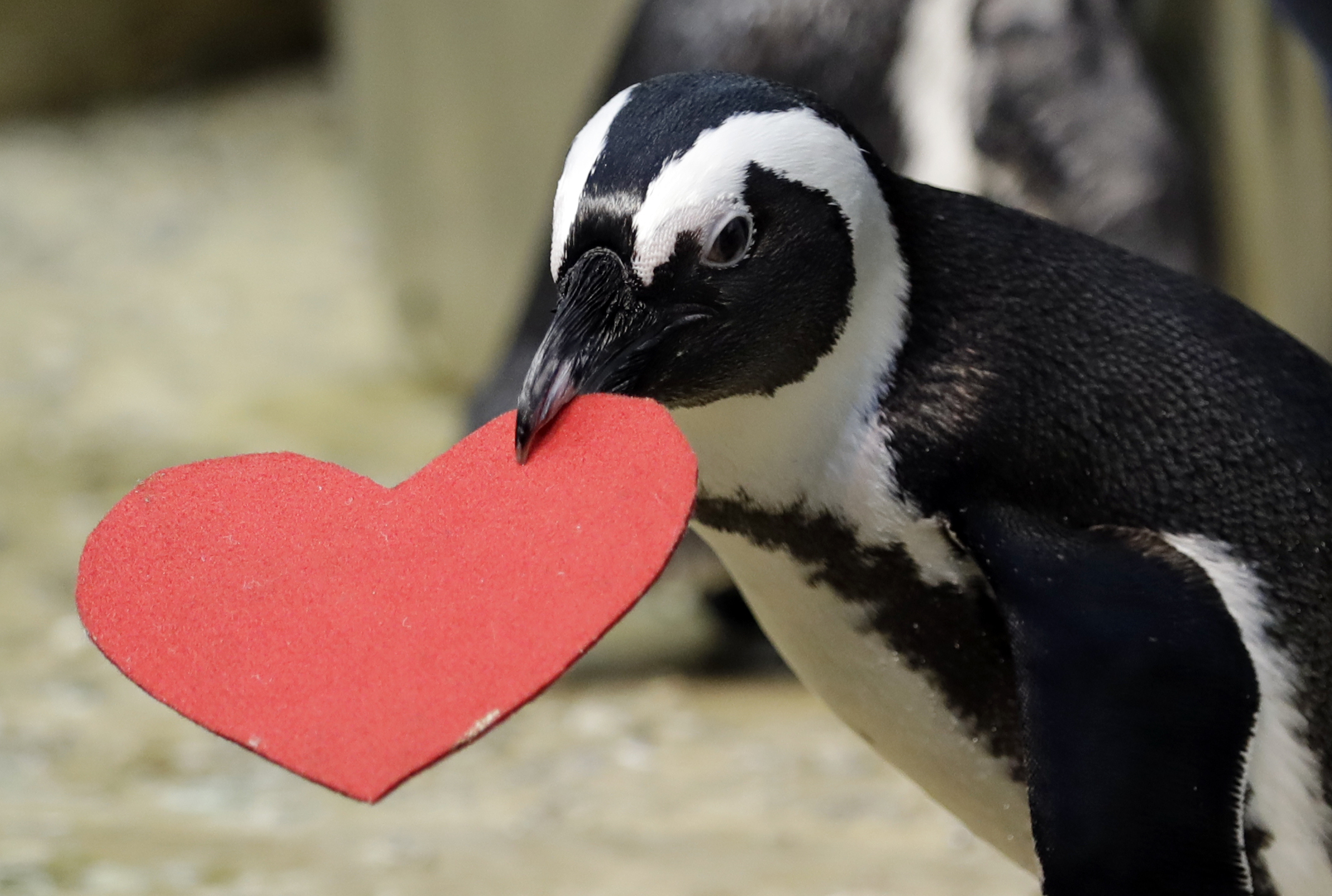 Love on the rocks: Penguins celebrating Valentine's Day