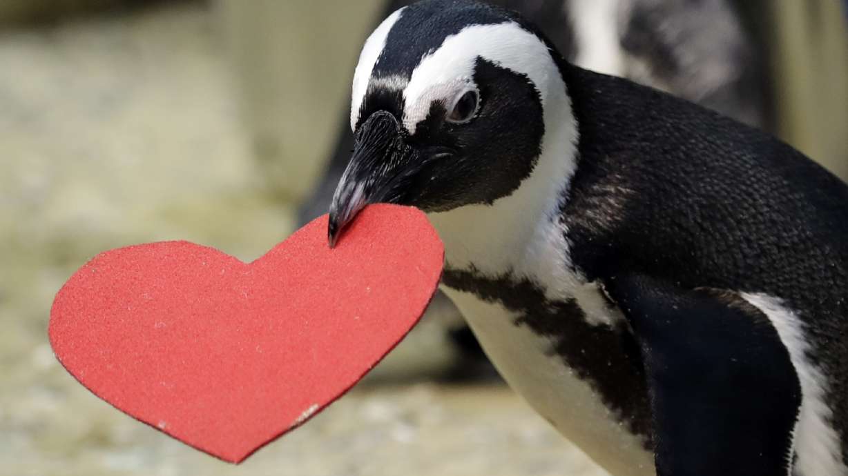 Love on the rocks: Penguins celebrating Valentine's Day