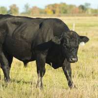 Russian dairy farmers gave cows VR goggles with hopes they'd be happier, make better milk