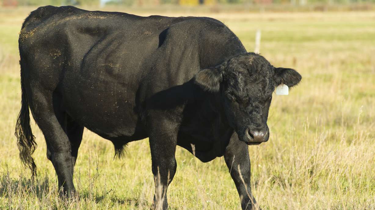 Russian dairy farmers gave cows VR goggles with hopes they'd be happier, make better milk