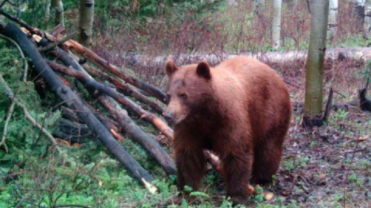 102 large animals illegally poached in Utah since August, wildlife officials say