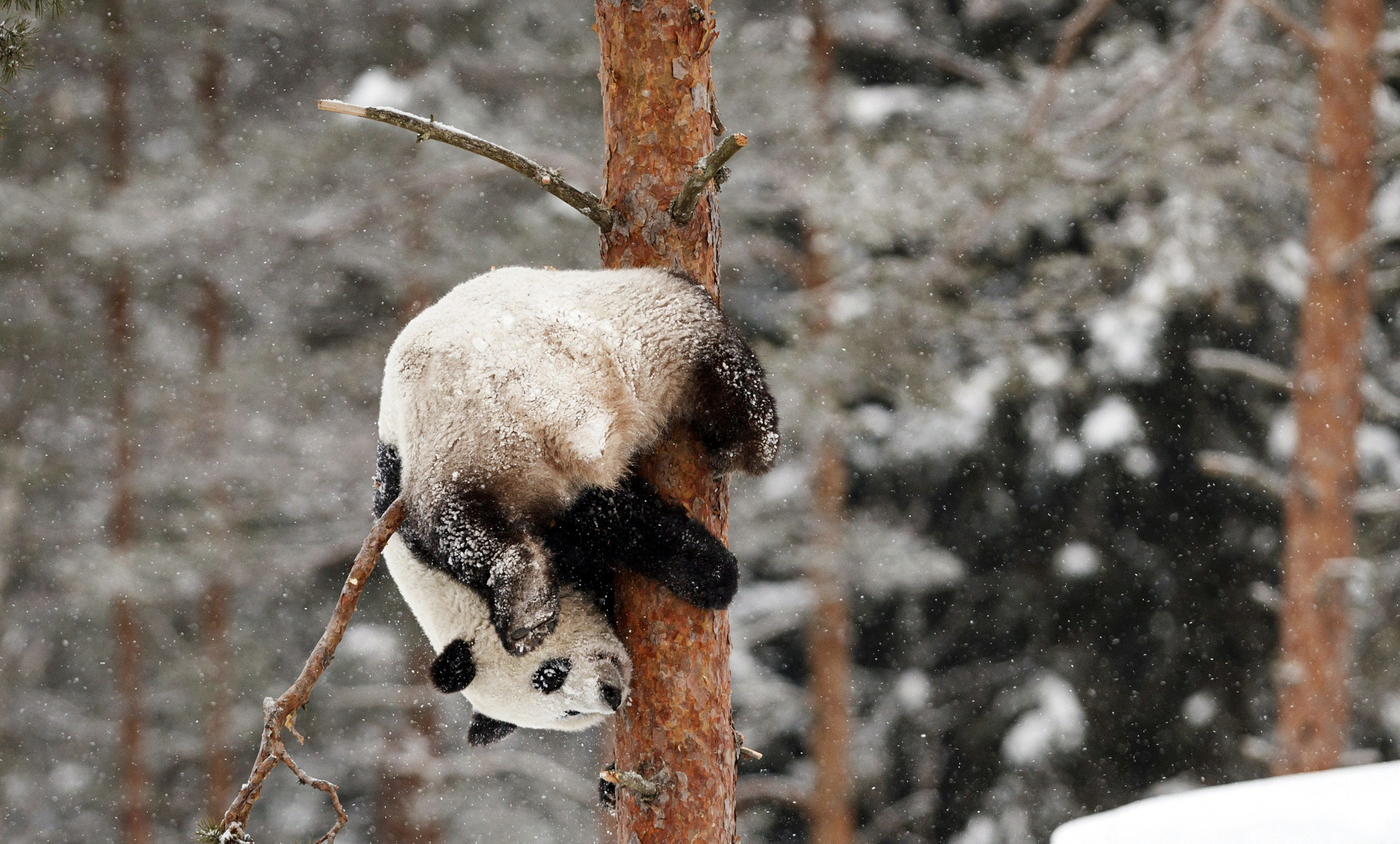 Chinese giant pandas unveiled to public in Finland