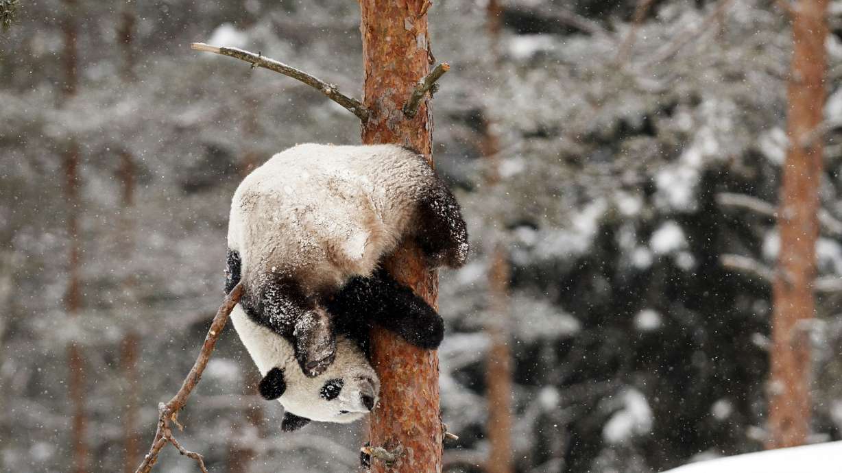 Chinese giant pandas unveiled to public in Finland