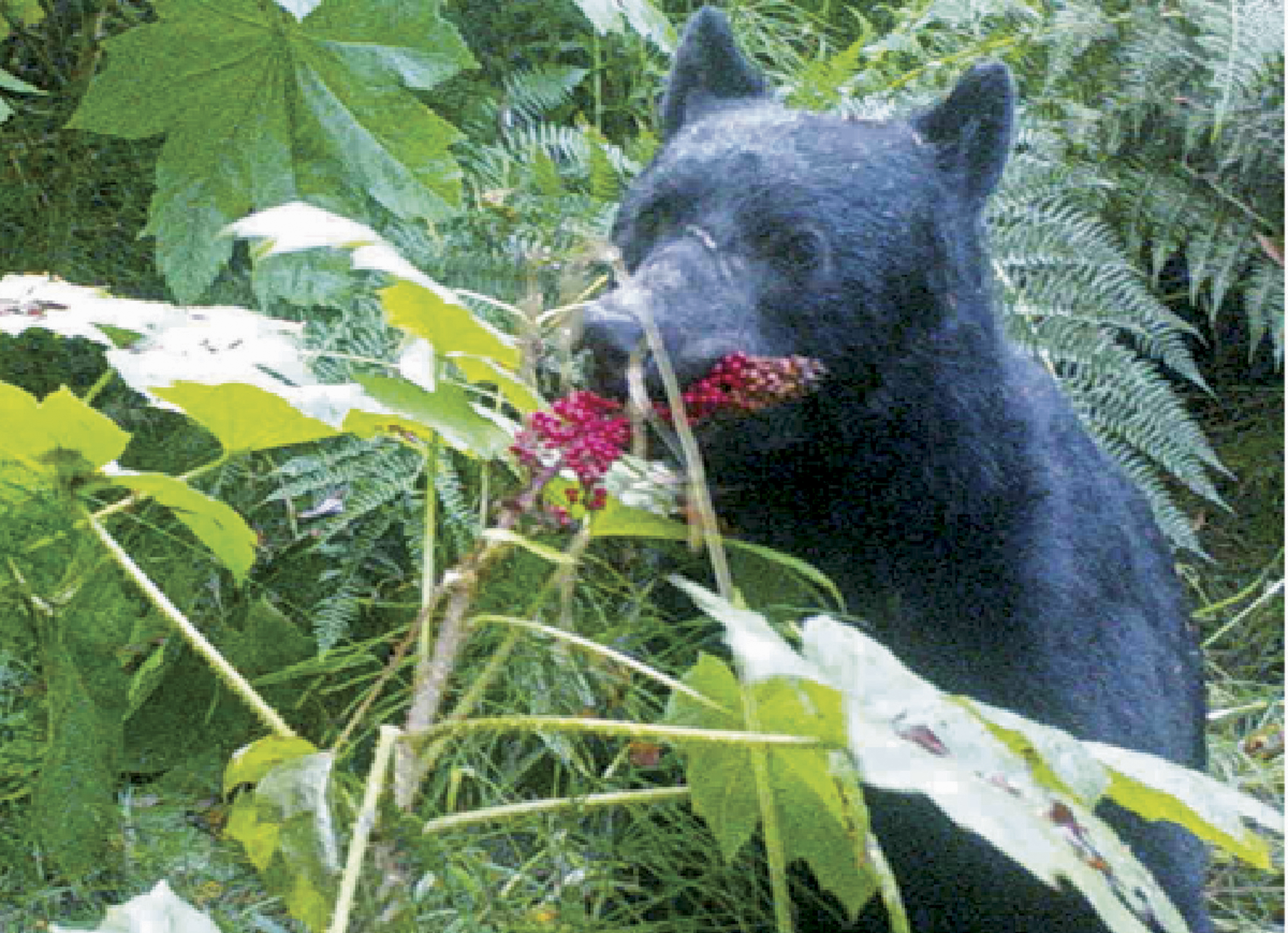 What does a bear do in the Alaska woods? Disperse seeds