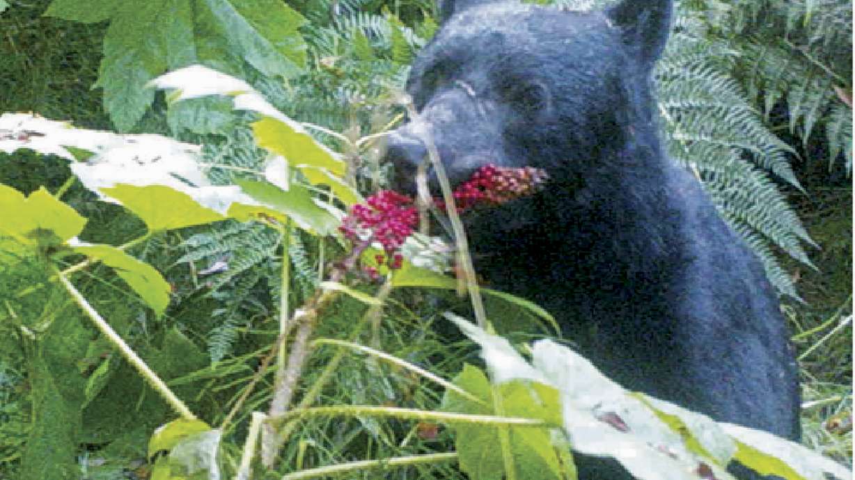 What does a bear do in the Alaska woods? Disperse seeds