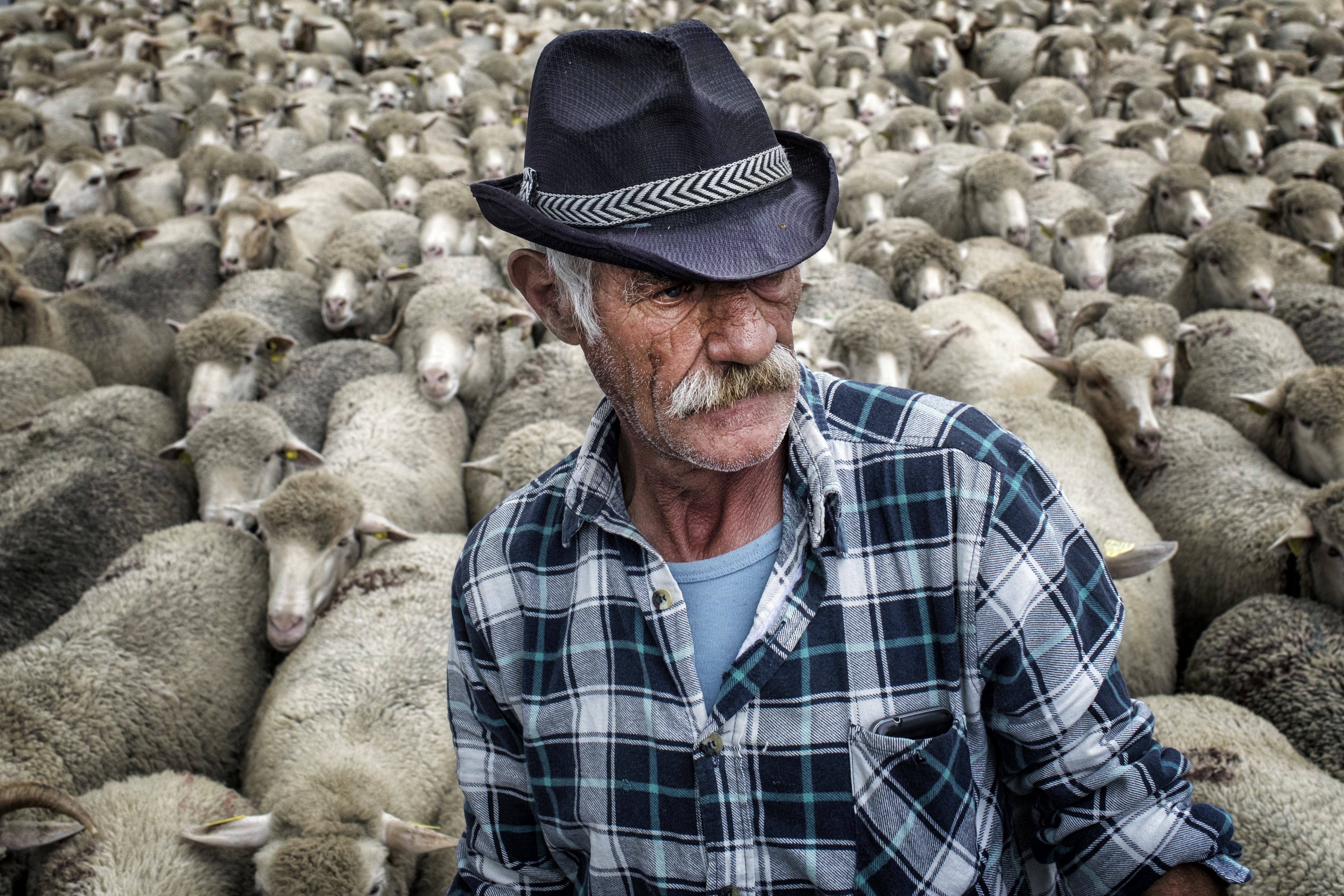 French government presents plan to protect wolves