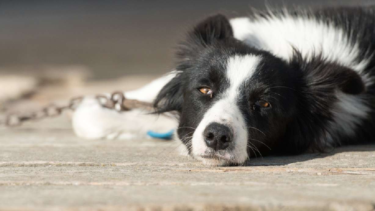 Utah Senate supports bill defining 'adequate shelter' for animals