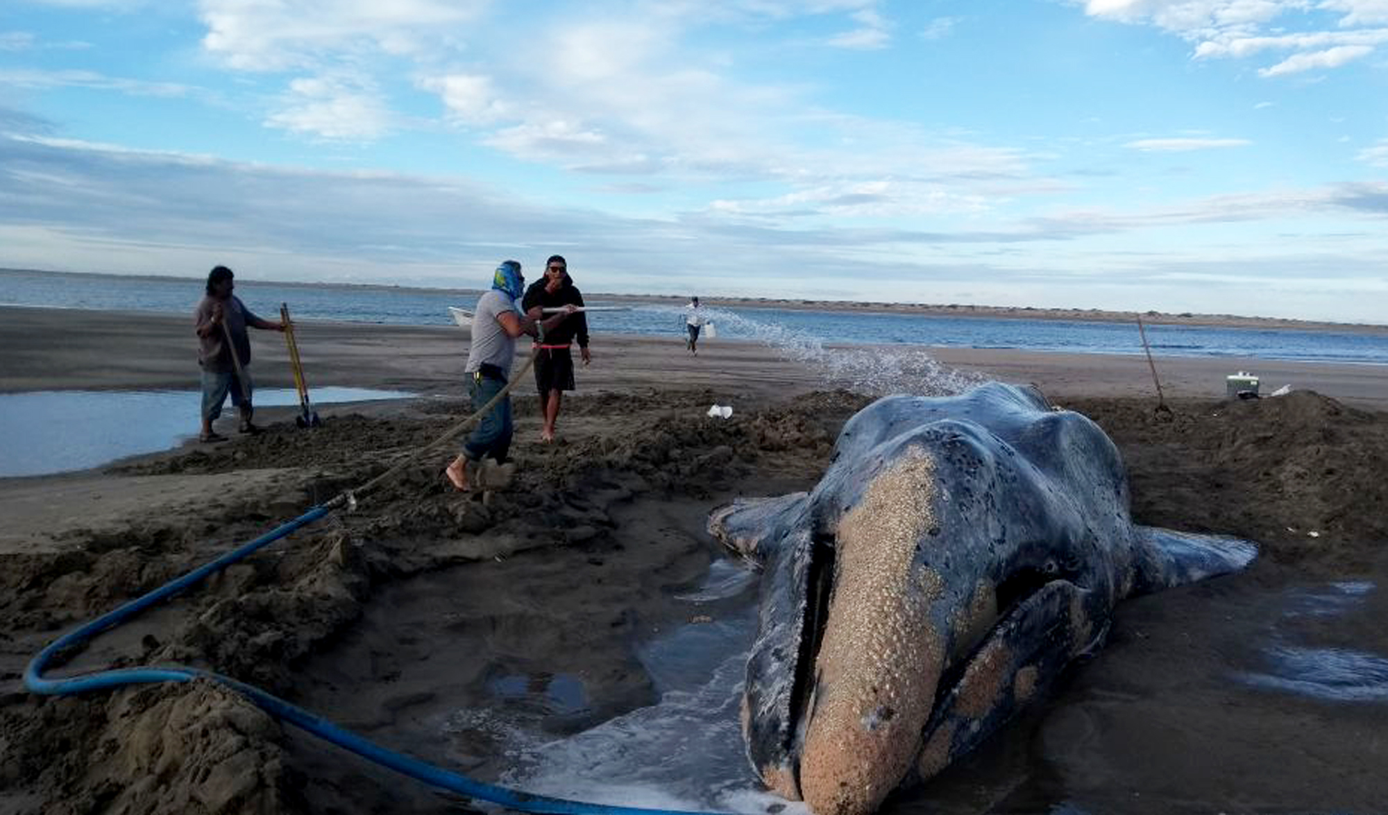 Gray whale returned to ocean after 3 days beached in Mexico