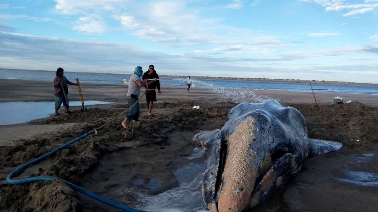 Gray whale returned to ocean after 3 days beached in Mexico