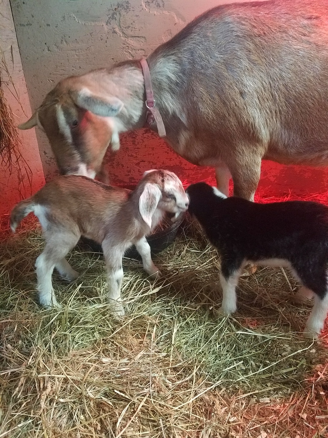 Police: Search on for person who shot, killed pregnant goat