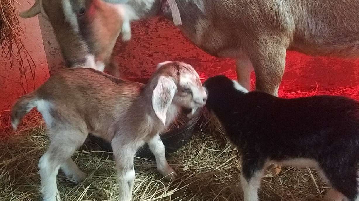 Police: Search on for person who shot, killed pregnant goat