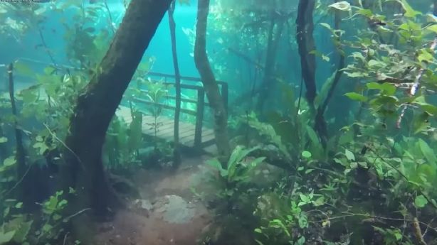 Image result for forest with a bridge under water