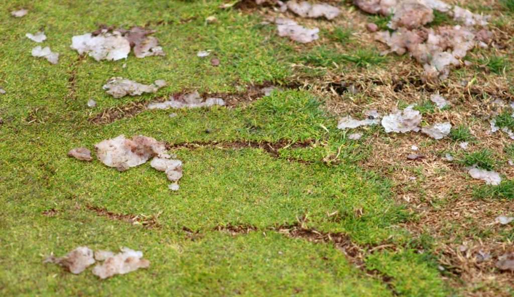 Path that lightning took through ground when golfer was struck at Sunbrook Golf Club, St. George, Utah, Feb. 23, 2018. (Photo: Cody Blowers, St. George News)