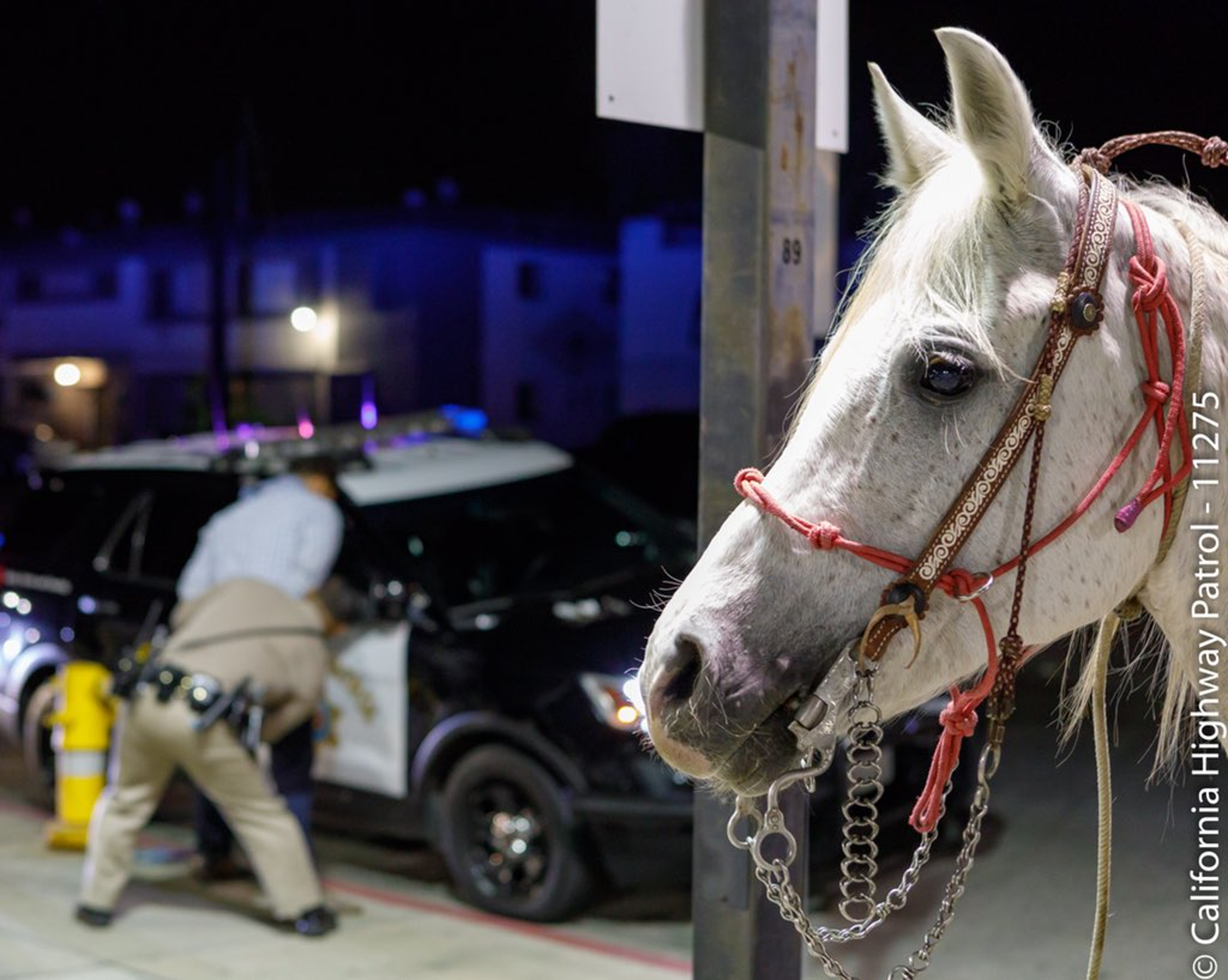 No course for a horse: Man rides onto California freeway