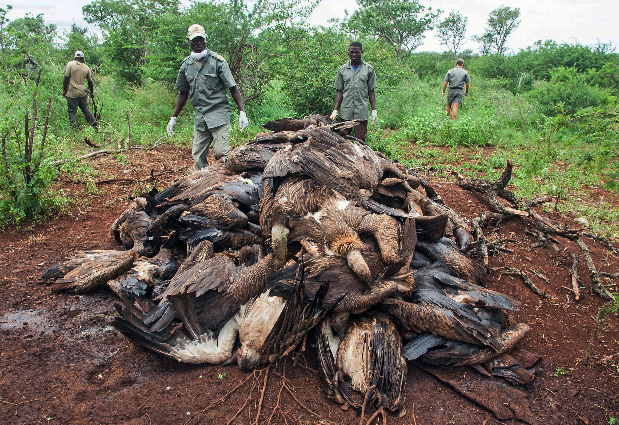 87 endangered vultures poisoned by poachers in Mozambique