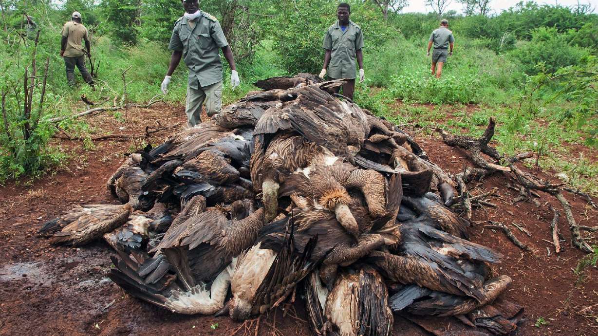 87 endangered vultures poisoned by poachers in Mozambique