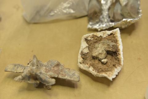 'Extremely rare' intact Triassic Period fossils found near Bears Ears Monument