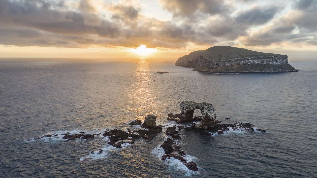 Cracking the mysteries of the elusive, majestic whale shark