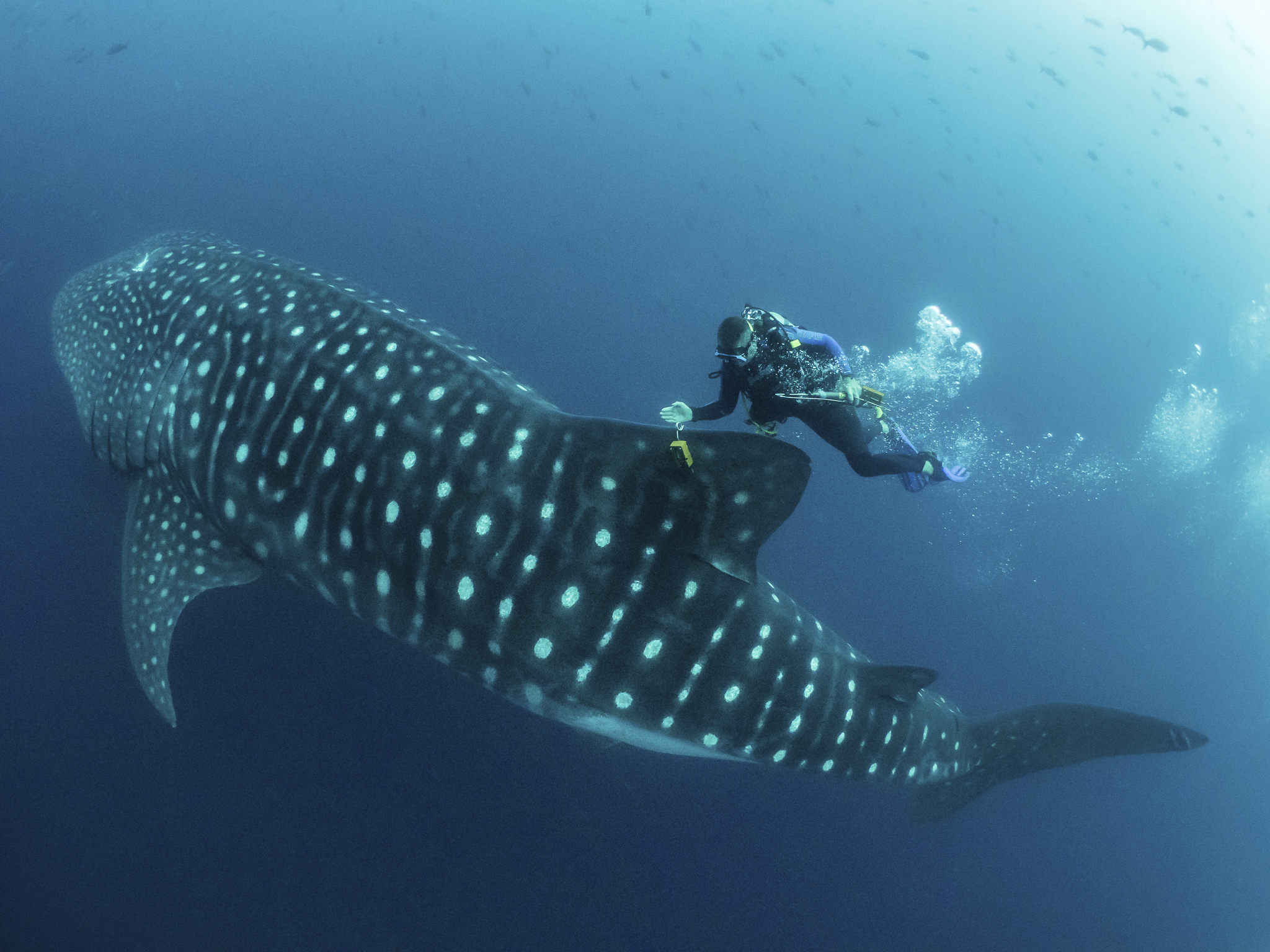 In this 2017 photo, Jonathan Green checks on a satellite tag on a whale shark in the Galapagos Islands. A new U.K. study is pointing to collisions with large marine vessels as a possible reason for the yearslong decline in whale shark populations.
