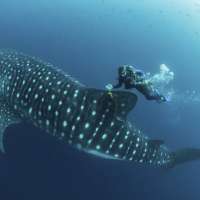 Whale shark study finds collisions with large vessels may be factor in population decline