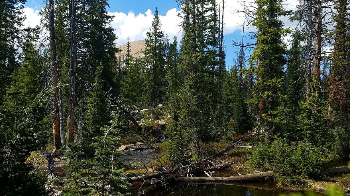 Agency expands Sawtooth Forest through ranch acquisition