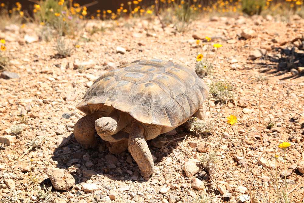 What do you know about Utah’s endangered animals?