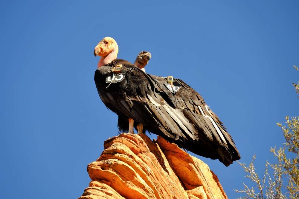 What do you know about Utah’s endangered animals?