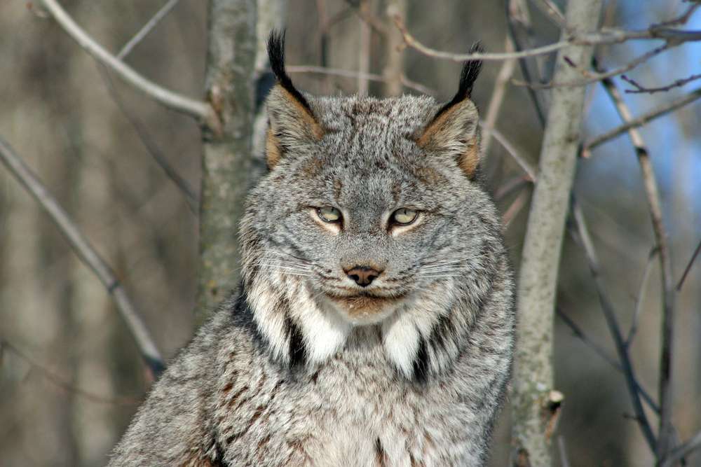 What do you know about Utah’s endangered animals?