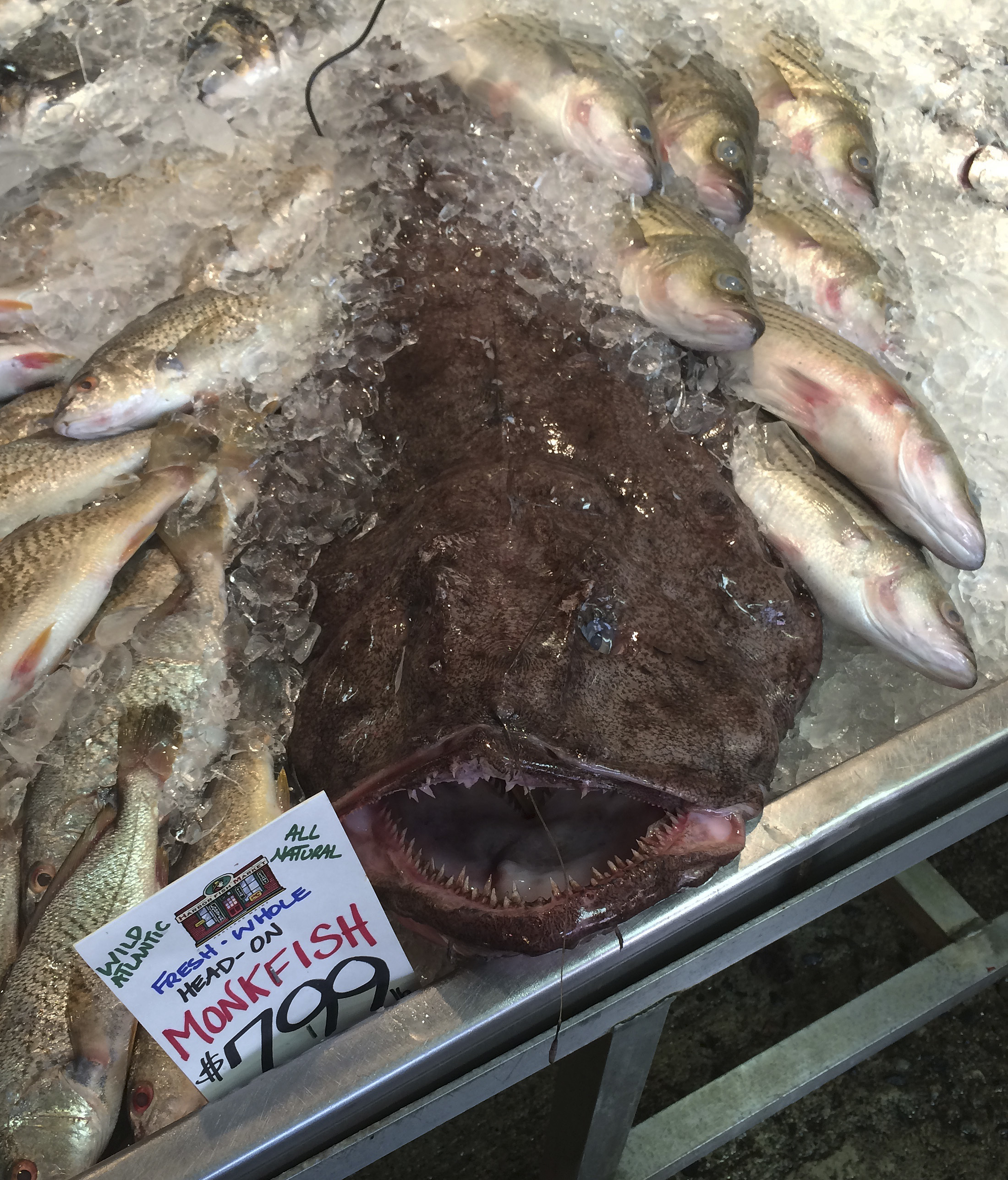 Ugly delicacy? Industry touts weird-looking Monkfish