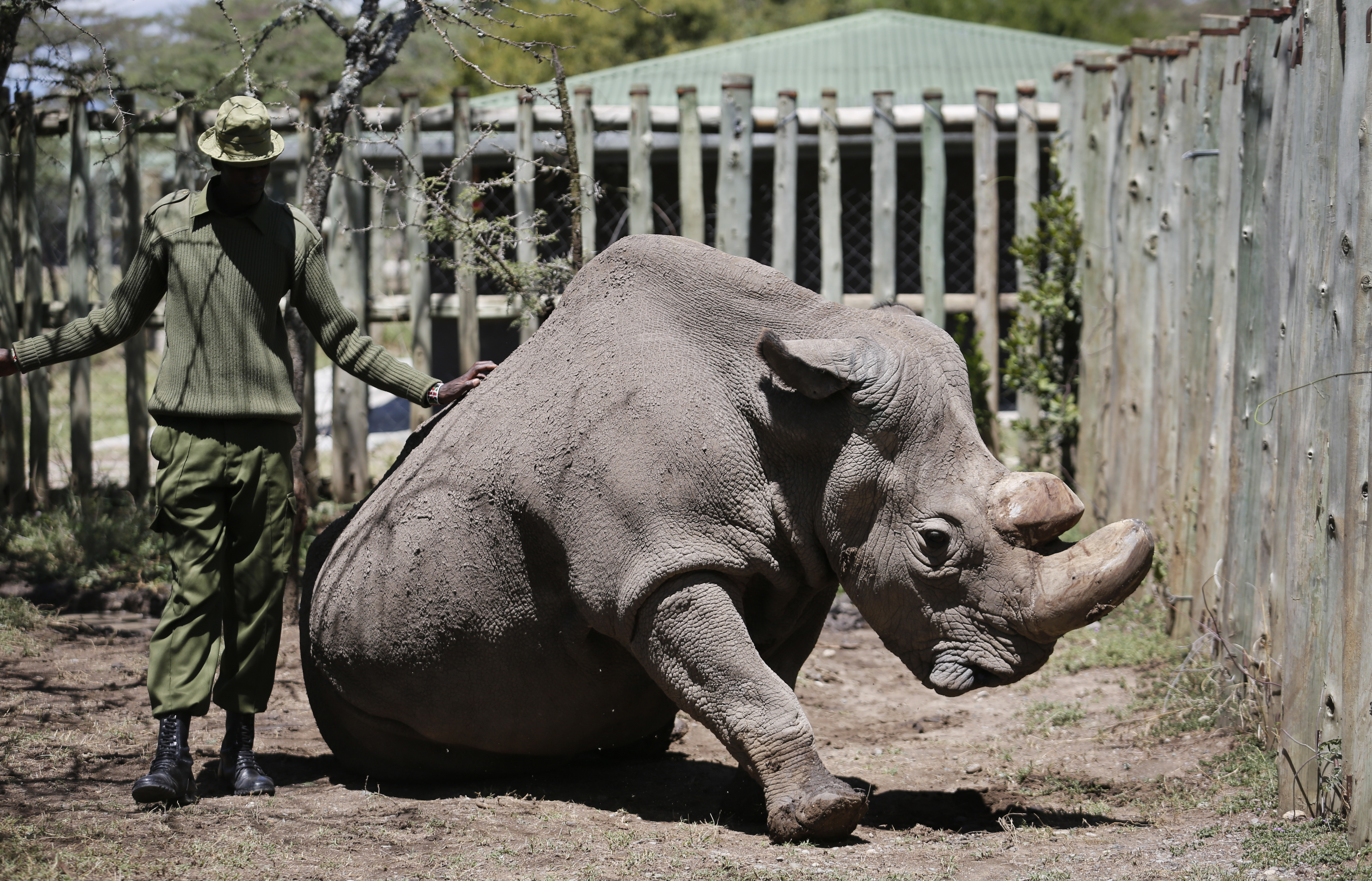 Last male northern white rhino takes a walk despite illness