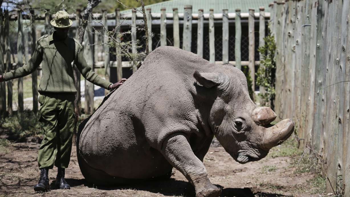 Last male northern white rhino takes a walk despite illness