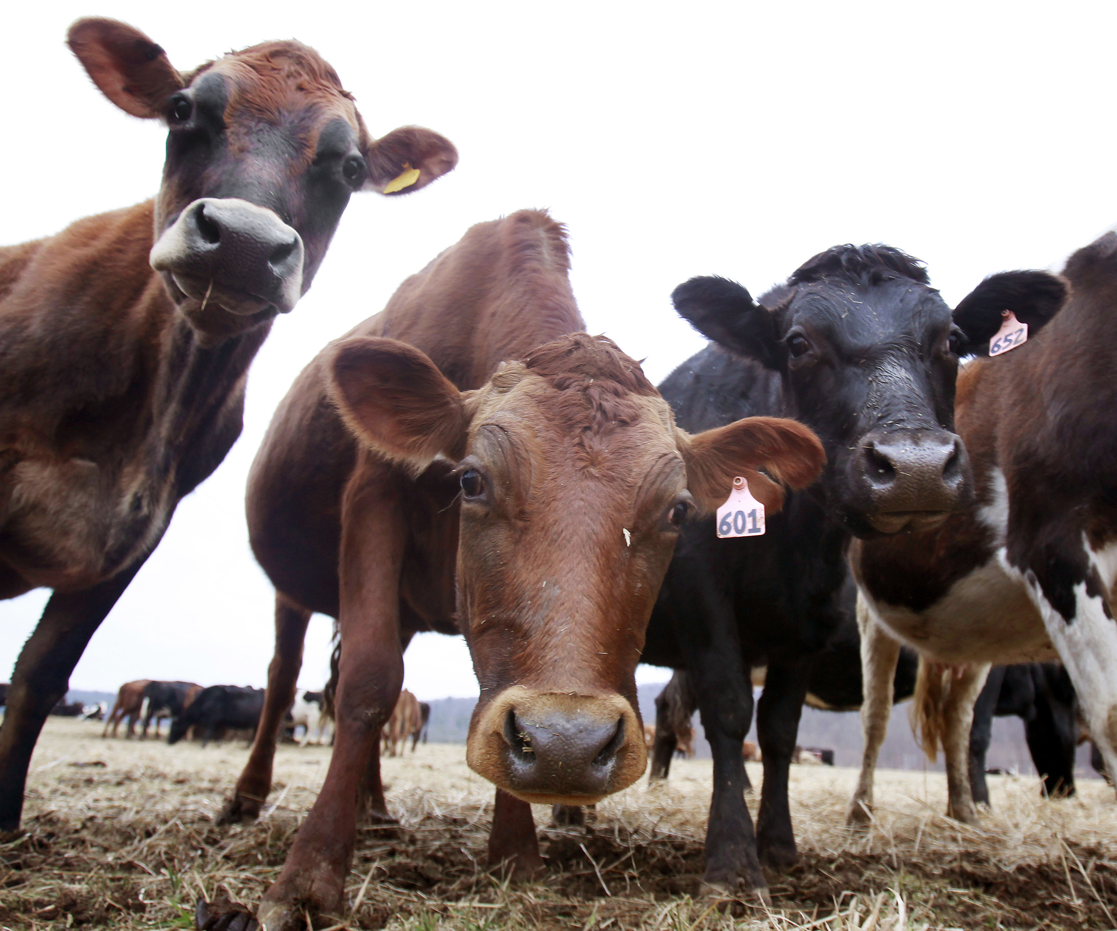 Milk co-op mailing highlights suicide risk for dairy farmers