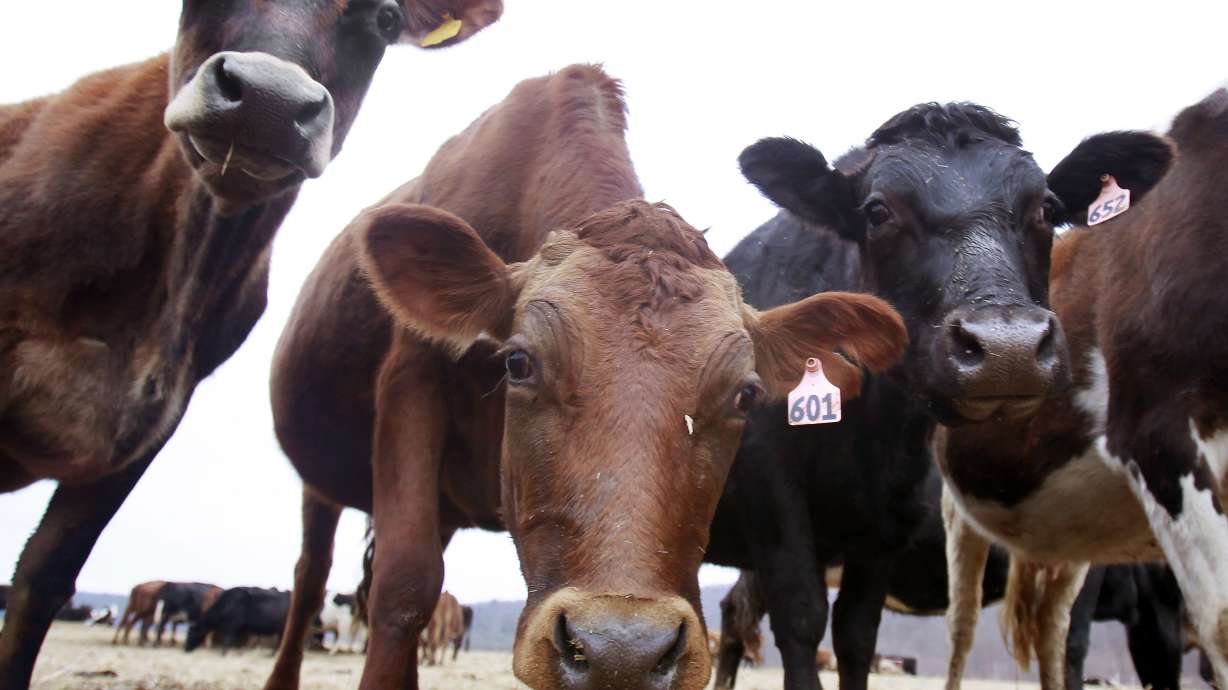 Milk co-op mailing highlights suicide risk for dairy farmers